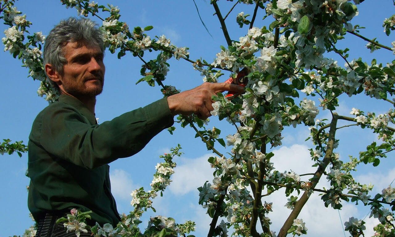 Arboriculteur taillant un pommier en fleurs