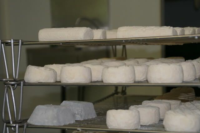 Fromages de chèvre frais sur des grilles d’affinage