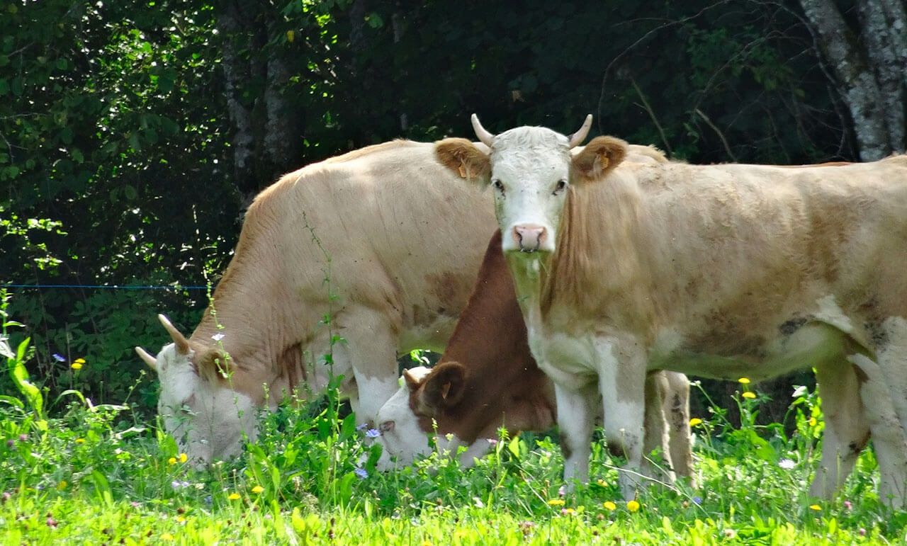 Vaches au pâturage dans une prairie